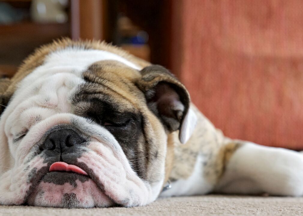 #5. Bulldog